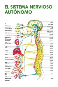 El sistema nervioso conecta todo nuestro cuerpo