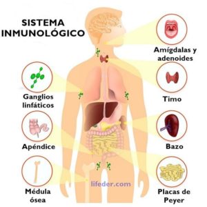 Covid-19 y sistema Inmunitario