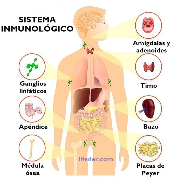 Covid-19 y Sistema Inmunitario
